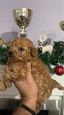 Toy poodle quality puppies - Vienna Dogs, Puppies