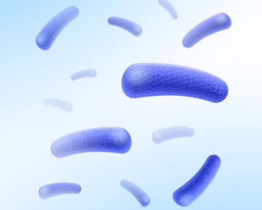 Health Benefits Of Bifidobacterium Bifidum