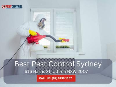 Termite Control Sydney – Prevent Termite Damage Now