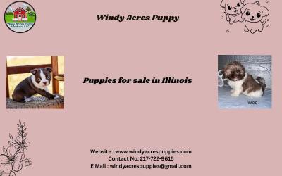 Cute Puppies Ready for New Homes in Illinois