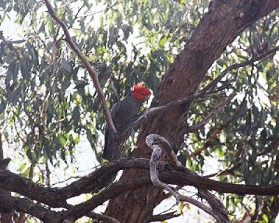 Flora and Fauna Report