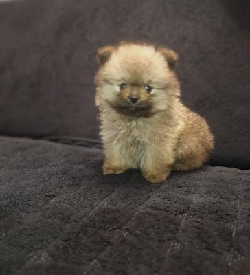 Pomeranian Spitz puppies