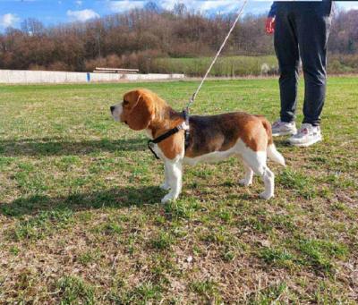 Beagle - Vienna Dogs, Puppies