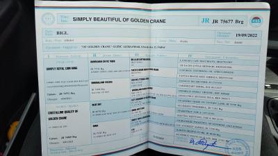 Beagle - Vienna Dogs, Puppies