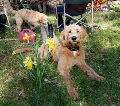 Labradoodle Puppies for Sale - Other Other