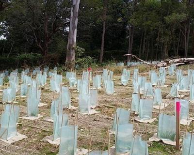 Vegetation Management Plan