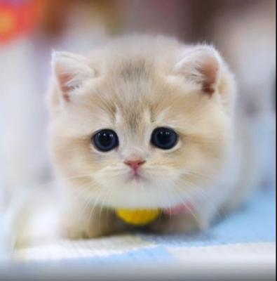Munchkin Cat for Sale - Phoenix Other
