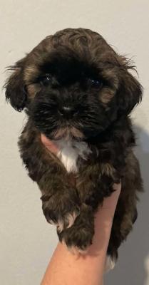 Havanese Bison - Vienna Dogs, Puppies