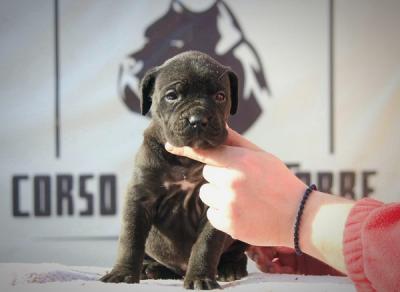 Cane Corso puppies