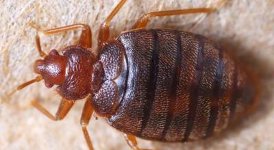 Mice Control | Faithful Pest Eliminators