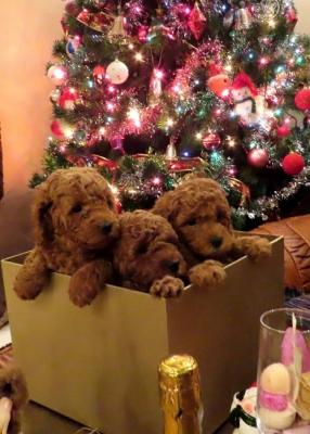 RED POODLES PREMIUM  - Vienna Dogs, Puppies