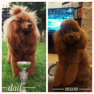 RED POODLES PREMIUM  - Vienna Dogs, Puppies