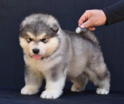 Alaskan Malamute Welpen - Vienna Dogs, Puppies