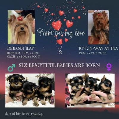 Yorkshire Terrier - Vienna Dogs, Puppies