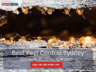 Pest Control for Residential Sydney – Call Today!