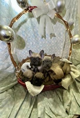 French Bulldog - Vienna Dogs, Puppies