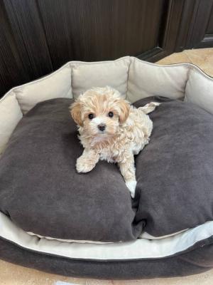 Adorable Toy Poodle - London Dogs, Puppies