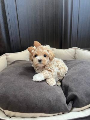 Adorable Toy Poodle - London Dogs, Puppies