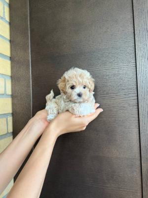 Adorable Toy Poodle - London Dogs, Puppies