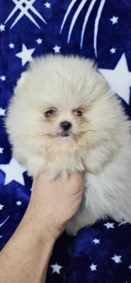 Pomeranian Boo Puppies - Vienna Dogs, Puppies