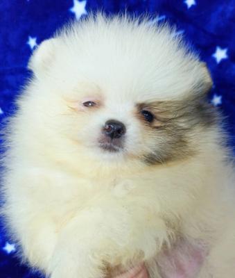 Pomeranian Boo Puppies - Vienna Dogs, Puppies