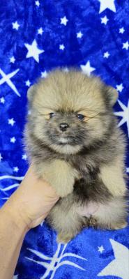 Pomeranian Boo Puppies - Vienna Dogs, Puppies