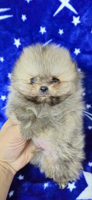 Pomeranian Boo Puppies - Vienna Dogs, Puppies