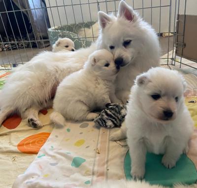   Japanese Spitz puppies - Kuwait Region Dogs, Puppies