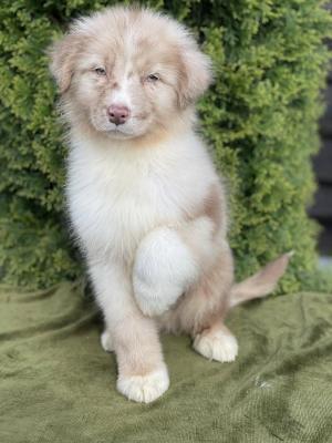   Australian shepherd puppies - Kuwait Region Dogs, Puppies