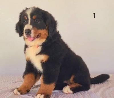  Bernese Mountain Puppies - Kuwait Region Dogs, Puppies