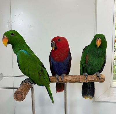   Eclectus Parrots For Sale - Kuwait Region Birds