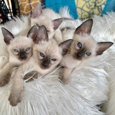  Siamese Kittens Ready   - Cebu City Cats, Kittens