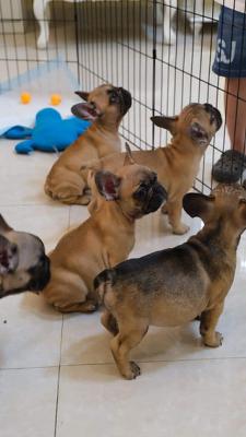     French Bulldog Puppies for sale    - Cebu City Dogs, Puppies