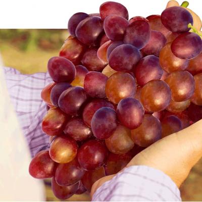 Sweet Carnival California - Other Other