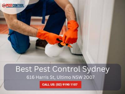 Get Rid of Termites – Protect Your Property from Termite Infestations