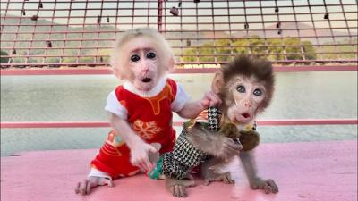 Marmoset Monkeys - Dubai Other