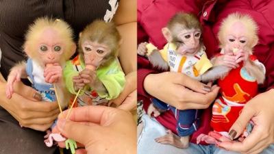 Cute Little Female CapuchinAvailable for adoption