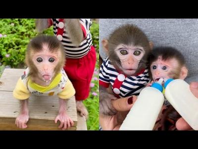 Adorable Capuchin Monkey - Dubai Other