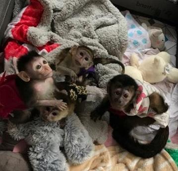 Monkey Available - Dubai Other