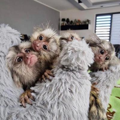 Marmoset Monkeys For Adoption - Dubai Other