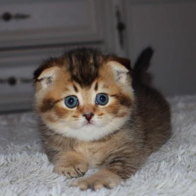   Scottish Fold Kittens for sale  - West-Vlaanderen Cats, Kittens