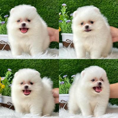   Teacup Pomeranian Puppies for sale    - West-Vlaanderen Dogs, Puppies