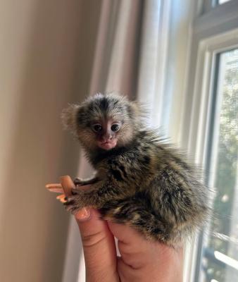 Wonderful Marmoset Monkeys for sale - Brisbane Other