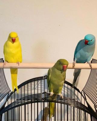  Hand Fed Indian Ringneck Parakeets Available  - West-Vlaanderen Birds