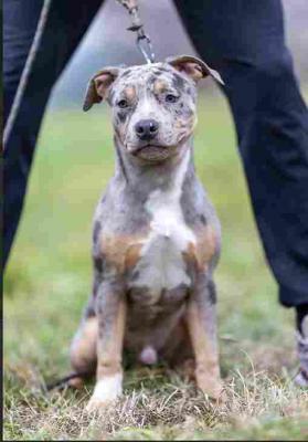 American pit bull terrier - Vienna Dogs, Puppies