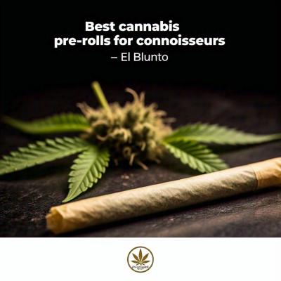 Best cannabis pre-rolls for connoisseurs