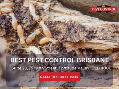 Pest Control Springfield – Effective Pest Solutions