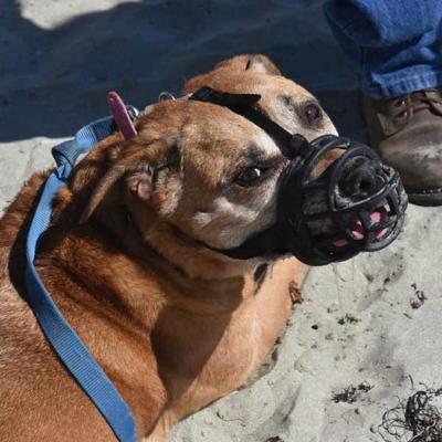 Aggressive Dog Training