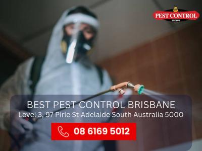 Pest Control for Businesses – Professional and Reliable Services