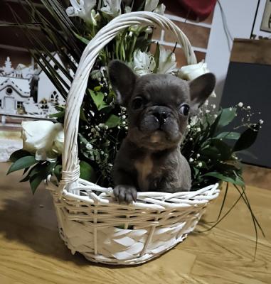 French bulldog puppies - Vienna Dogs, Puppies
